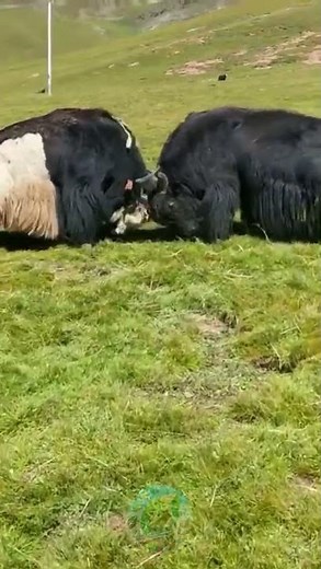 Epic Tibetan Yak Battle! 🐂🔥 Nature’s Raw Power!