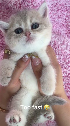 Nobody talks about how fast kittens actually grow and it shows