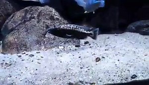 6.6K views · 71 reactions | Feeding my beast from my hand | Foto Malawi STAN | Facebook