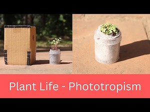 Plant Life - Phototropism | DIY Science | ThinkTac