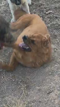 Tibetan Mastiff vs Irish Wolfhound vs Mountain Bear