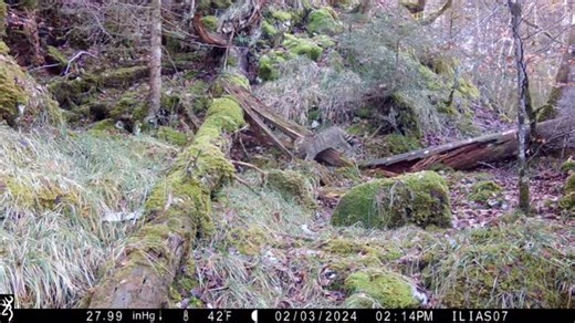 Le couple de chat forestier en pleine période de reproduction 🐾 Dans l’intimité de la faune sauvage ✨ Mâle et femelle Chat forestier, Février 2024 @piegephotographique.fr #animalsvideos #wildcat #observation #wildanimals #wildlifevideos #photography #faunesauvage #reelsnature #instareels #naturevideo #piegephoto #trailcam #naturephoto #mountain #planetearth #wildlıfeplanet #wildanimal | Ilias Harkate
