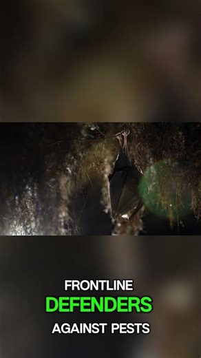 How Bats Save Us From Swarms Every Night