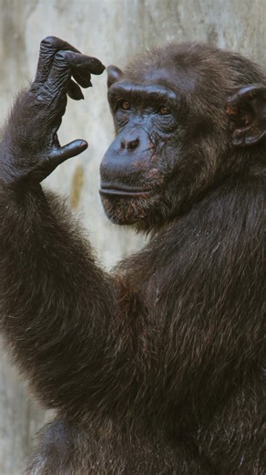 amazing facts part 2 #amizing #facts