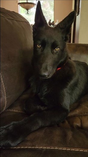 Puppy Howls for Grieving Wolf 💔 #petwolf #honeythewolf #wolf #wolfdog