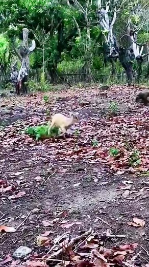 The Mighty Komodo Dragon: Unveiling the Secrets of Its Long Tail