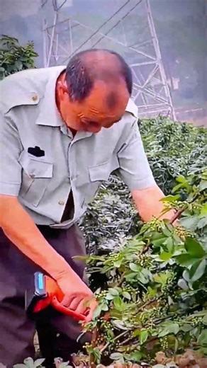 Portable Machine for Cutting Tree Branches