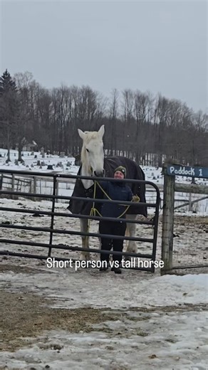 What happens when the shorter employee has to halter the tallest horse. 🤣 | Sand Hill Stable