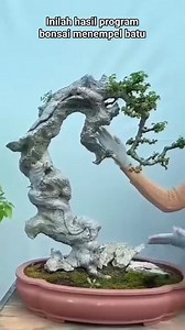 Inilah hasil program bonsai ulmus menempel di batu #bonsai #bonsaiindonesia #bonsaiart #bonsailovers #bonsaiworld #bonsaimania #bonsaisancang #bonsaipemula #tranding #monetisasi #art #tips #hunting #bonsaitree #fypreels #viralreels #garden #gardendesign #videoviralシ #pengikut #inspiration #alam #fb #foto #viralpost #seni #bambu #kreatorpemula #reelsvideoシ #ulmus | Bayu Bonsai