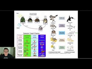 Ecological Diagrams (Food Chains, Webs, & Pyramids)