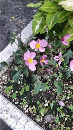 プランターに ピンク色のシュウメイギクの花が咲いていた 2025年10月13日