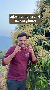 7.4K views · 314 reactions | To order Devgad Hapus Save Whatsapp no 9420599665 #devgad #hapus #mango #mangoes #homedelivery #mumbai #thane #navimumbai #dombilvali #badlapur #ambernath #kalyan #panvel | Pragat Loke | Facebook