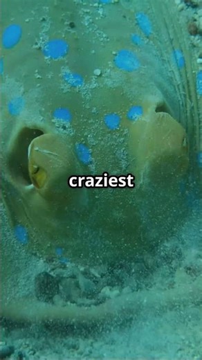 Stingray Secrets You Won’t Believe! #stingray #oceanfacts
