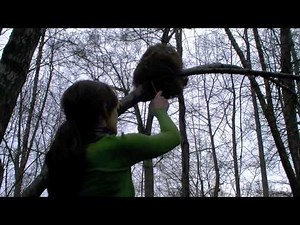 The Hunger Games - Tracker Jacker scene