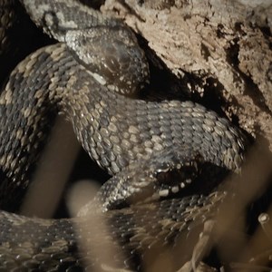 Signs of spring: common European adders waking up 📷 Canon R6 RF800mm f/11 👉 https://youtu.be/jdhIpdQSiyU | Timo Oksanen Productions