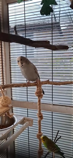 Essential Bird Care Tricks for Budgie Owners