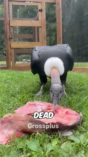 Condor #shorts #science