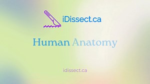 Human Anatomy Dissection Course - idissect.ca