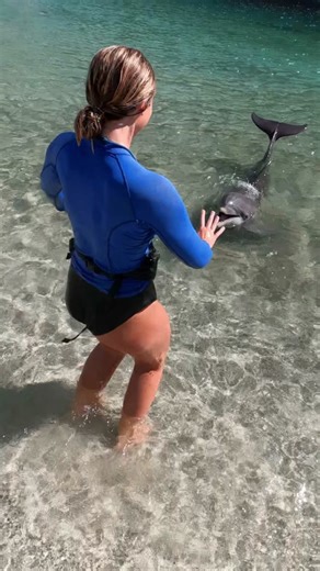 A day in the life: More than a job, it’s a partnership. Every day at Dolphin Quest is dynamic and purpose-driven, from providing top-tier wellness care and enriching training sessions to engaging guest interactions. Our dolphins and Crew Members connect through mutual trust, while guests learn firsthand about the incredible bonds we share. No two days are the same, and each is filled with opportunities for growth and discovery. What will tomorrow bring? The possibilities are endless! . . . . #do