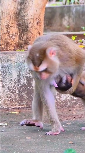 The monkey likes to scream and play.