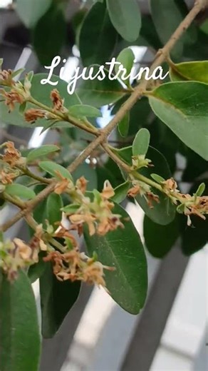 Ligustrina/(Ligustrum sinense)