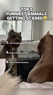 TOP 5 FUNNIEST ANIMALS GETTING SCARED #animals #funny #cute #fyp #viral #shorts #scary #lol #memes