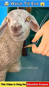 116K views · 5.7K reactions | How Early Blood Transfusion Worked  #shorts #fbreelsvideo #fypシ゚ #3danimation | Fact Fuse Official | Facebook