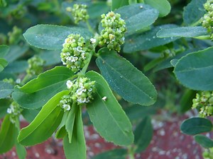 Medicinal Herbs 101: Graceful Spurge | The Weeds and Seeds Guy