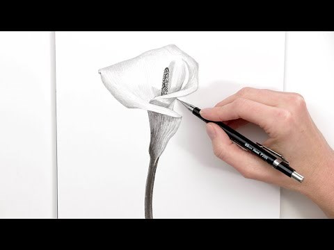 Learn to draw a realistic detailed Lily flower