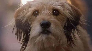 The 10 Best Movie Dogs Ever on Screen