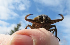 The Giant Water Bug of Oakland County