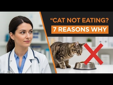Cat Not Eating? A Vet Gives 7 Reasons Why