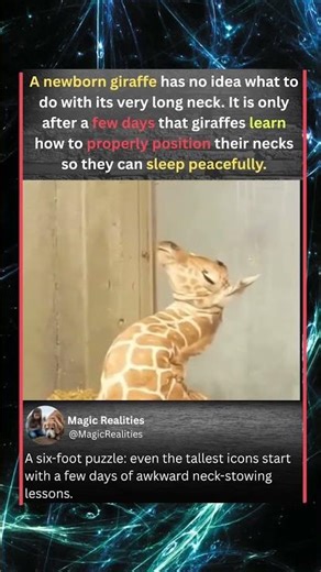 THE GIRAFFE’S "LONG NECK" PROBLEM