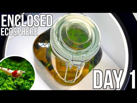 Creating a SEALED SHRIMP AQUARIUM ECOSPHERE (Enclosed Ecosphere Setup)
