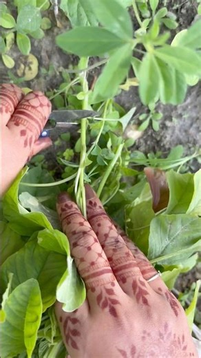Home Garden Amaranth Harvest | Healthy Green Leaves#shortvideo#short#satisfying#gardeningtips#viral
