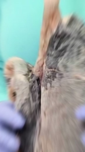 Say goodbye to mucus in your lungs 👋 Look at the benefits of this tea 🤯 #herbaltea #mullein #lungs #herbalism #wellness