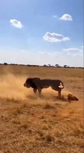 Lion vs. Wildebeest: Epic Struggle for Survival in the Savanna #Lion #Wildebeest