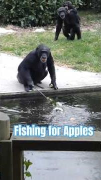 Chimp Mandy fishes for Apples