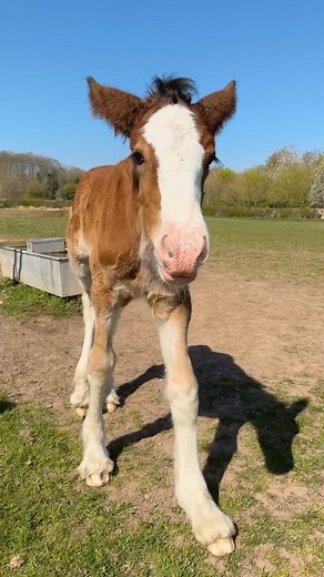 Our foals are loving life on the farm! 🐴 | Cotebrook Shire Horse Centre