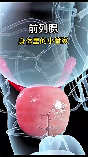 前列腺身體的小管家 #我要上推薦 #我要上熱門 #前列腺#蚓激酶 #地龍酵素 @DOU 小助手