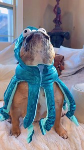 Awooo Squidding me?? #awoi #woof #howl #bark #sound #squid #squidgame #funny #lol #joke #cute #cutedog #costume #dog #doglife #doglovers #doglover #best #live #instagood #instadogs #frenchie #frenchbulldog #frenchies #frenchiesofinstagram #frenchies1 #fyp | Bekandco