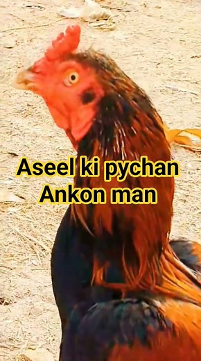 Red Aseel Rooster with Sharp Eyes | Pure Desi Aseel Murga Power