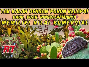 THIS IS A MAGICAL PLANT! A CACTUS THAT IS EVERYTHING USABLE & HIGH VALUE!