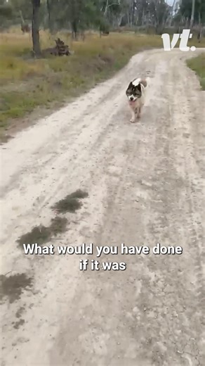 That kangaroo hasn't been skipping the gym! 😳🦘 | VT