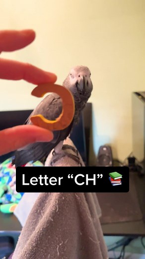 Talking Parrot Learning Letters and Phonetics