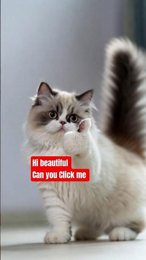 cat 🐈 How's beautiful #cat #pets #funnycats #facts #animals