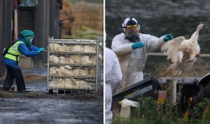 Bird flu fears as expert warns of dangers that fatal virus poses