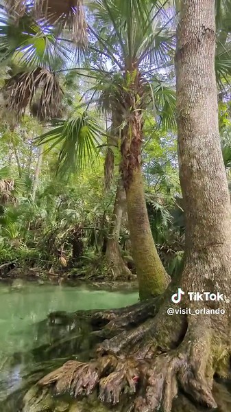 The sunshine state of mind lasts year-round when you're on these warm waterways ☀️ King's Landing provides a unique adventure, connecting guests to nature as they paddle through the emerald waters. 📍 : @Kings Landing Adventures #thingstodoinorlando #kingslandingfl #orlandoflorida #orlandovacation #kayaking