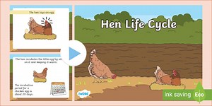 KS1 Life Cycle of a Chicken PowerPoint