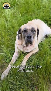 9.1M views · 716K reactions | Mildred will live on forever in my heart as well as in many others. She was always by my side and her spirit will continue to be too. I will miss her deeply and I will live my life and continue my mission the way she would want me to. Thank you all so much for loving her and for being such a beautiful part of her story ❤️ | The Asher House | Facebook